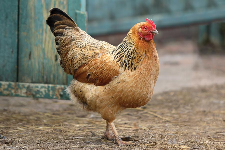 Image of a chicken.
