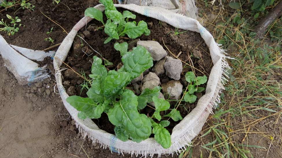 One of Naini's sack gardens.